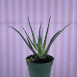 Hedgehog Aloe - cactus - Root-Aloe-4 - Varnish + Vine - 1