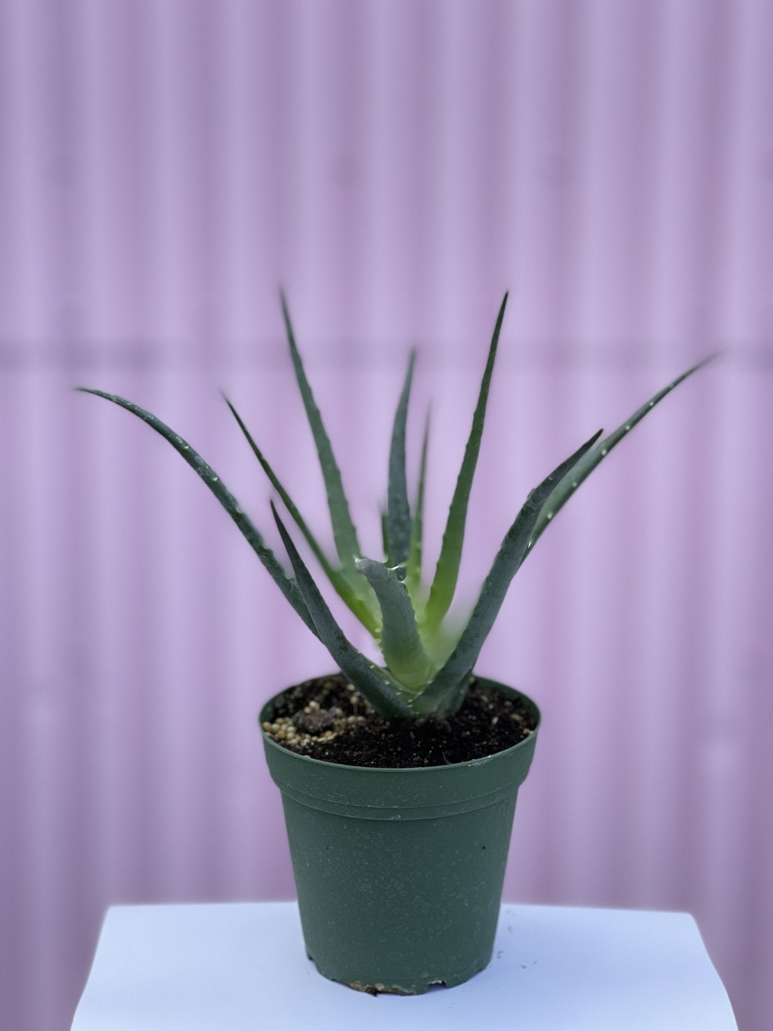 Hedgehog Aloe - cactus - Root-Aloe-4 - Varnish + Vine - 1