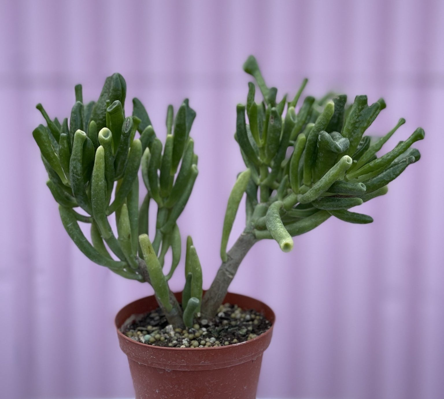 Jade Hobbit - cactus - Root-JadeHobbit-4 - Varnish + Vine - 2
