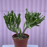 Jade Hobbit - cactus - Root-JadeHobbit-4 - Varnish + Vine - 1