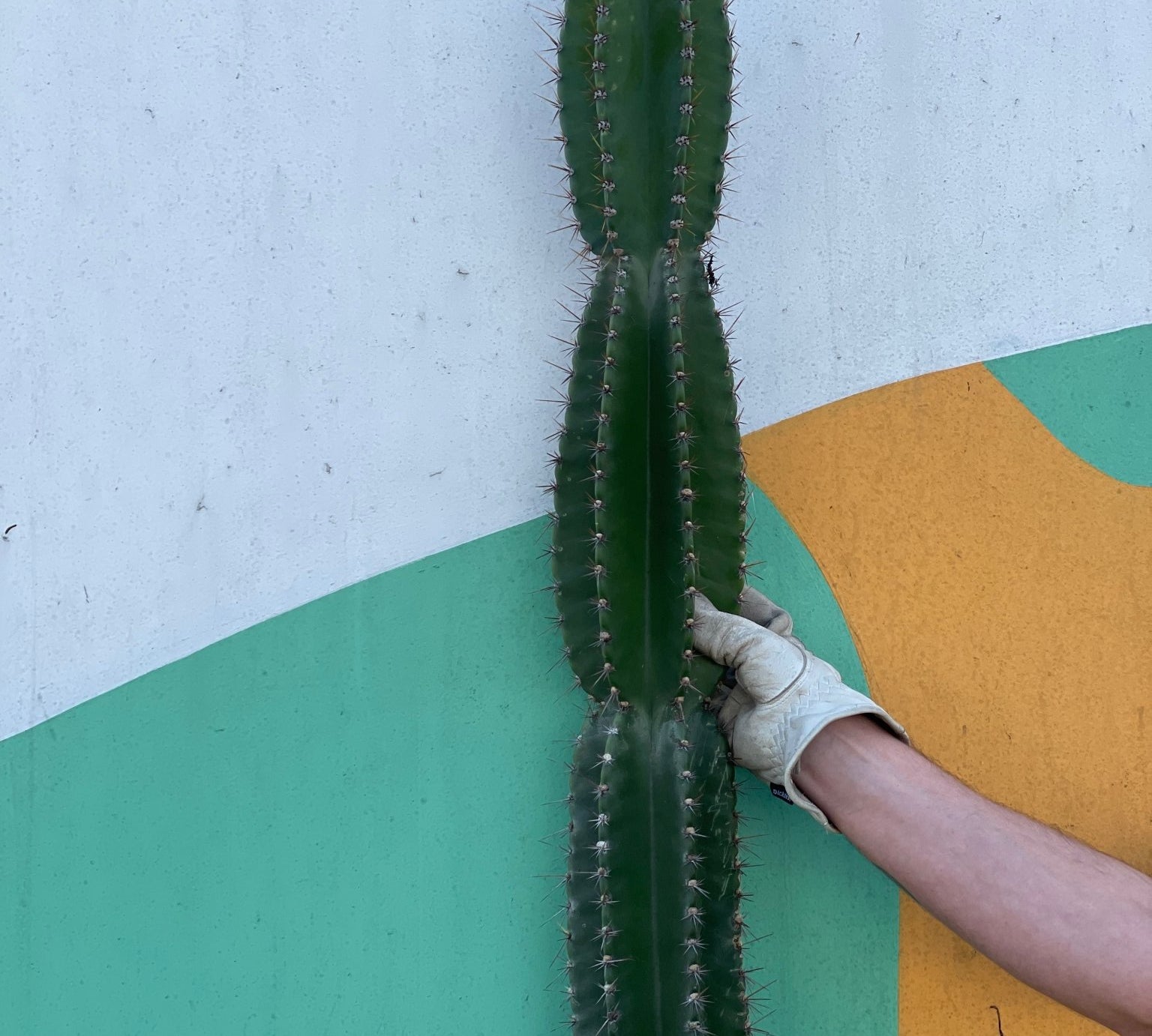 Large Peruvian Apple Cactus Cutting - cactus - Peru-2.5 - Varnish + Vine - 1