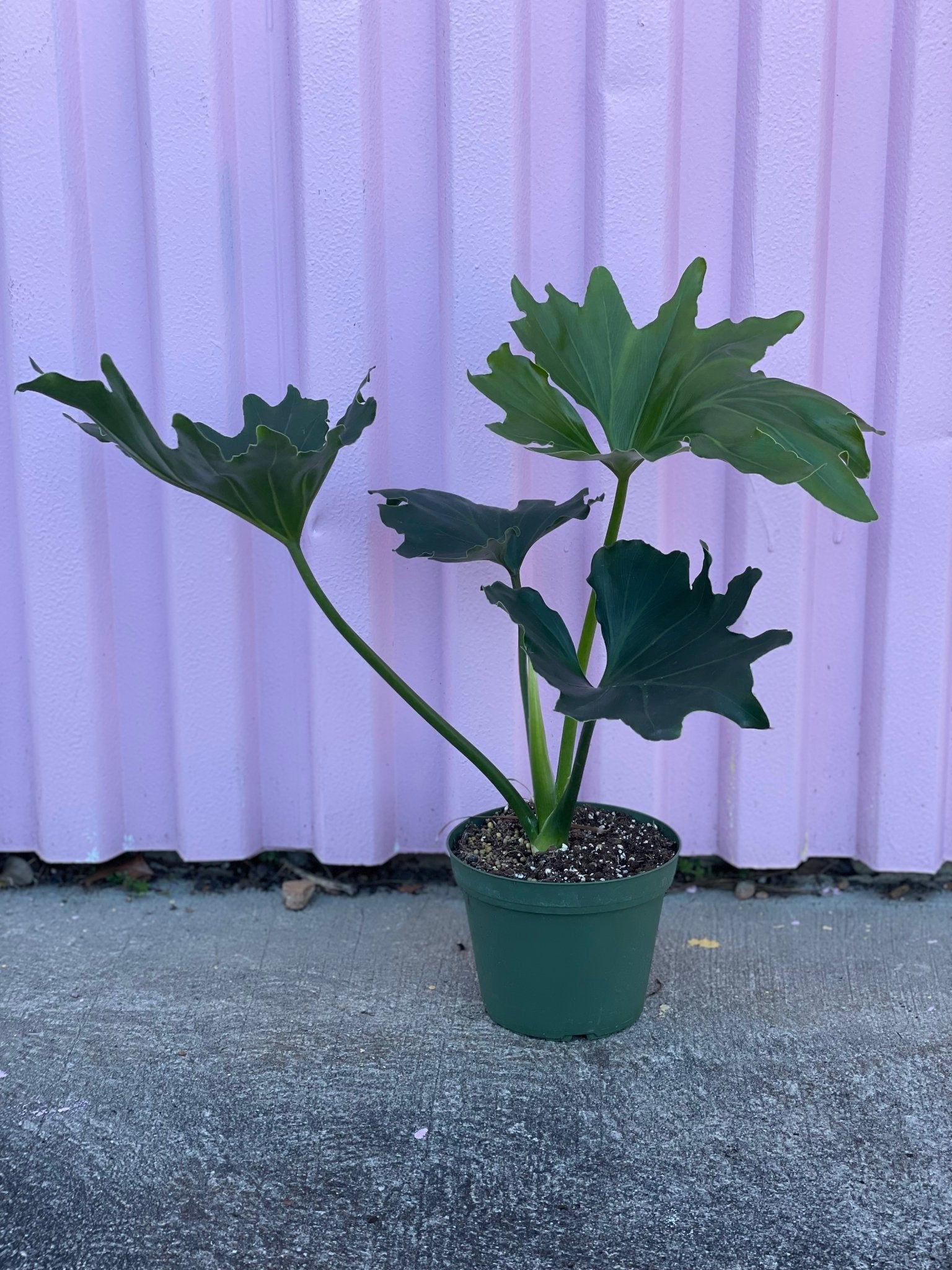 Little Hope Philodendron - plant - Root-BabyHope-6 - Varnish + Vine - 1