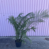 Majesty Palm - tree - Root-MajestyPalm-10 - Varnish + Vine - 1