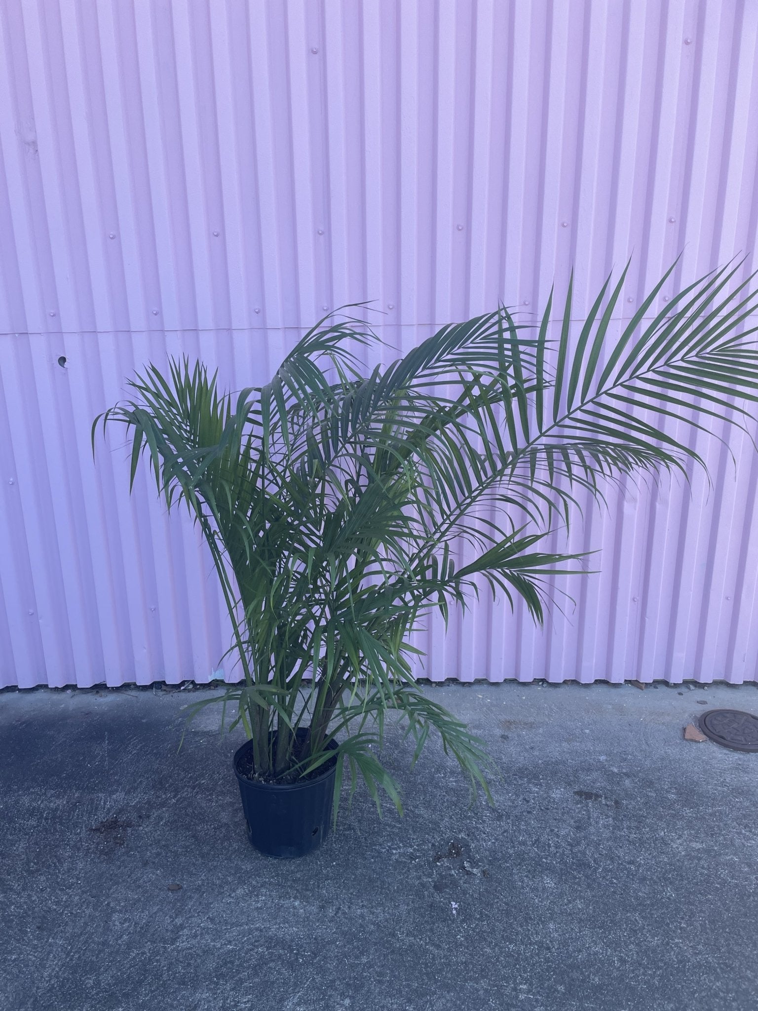 Majesty Palm - tree - Root-MajestyPalm-10 - Varnish + Vine - 1