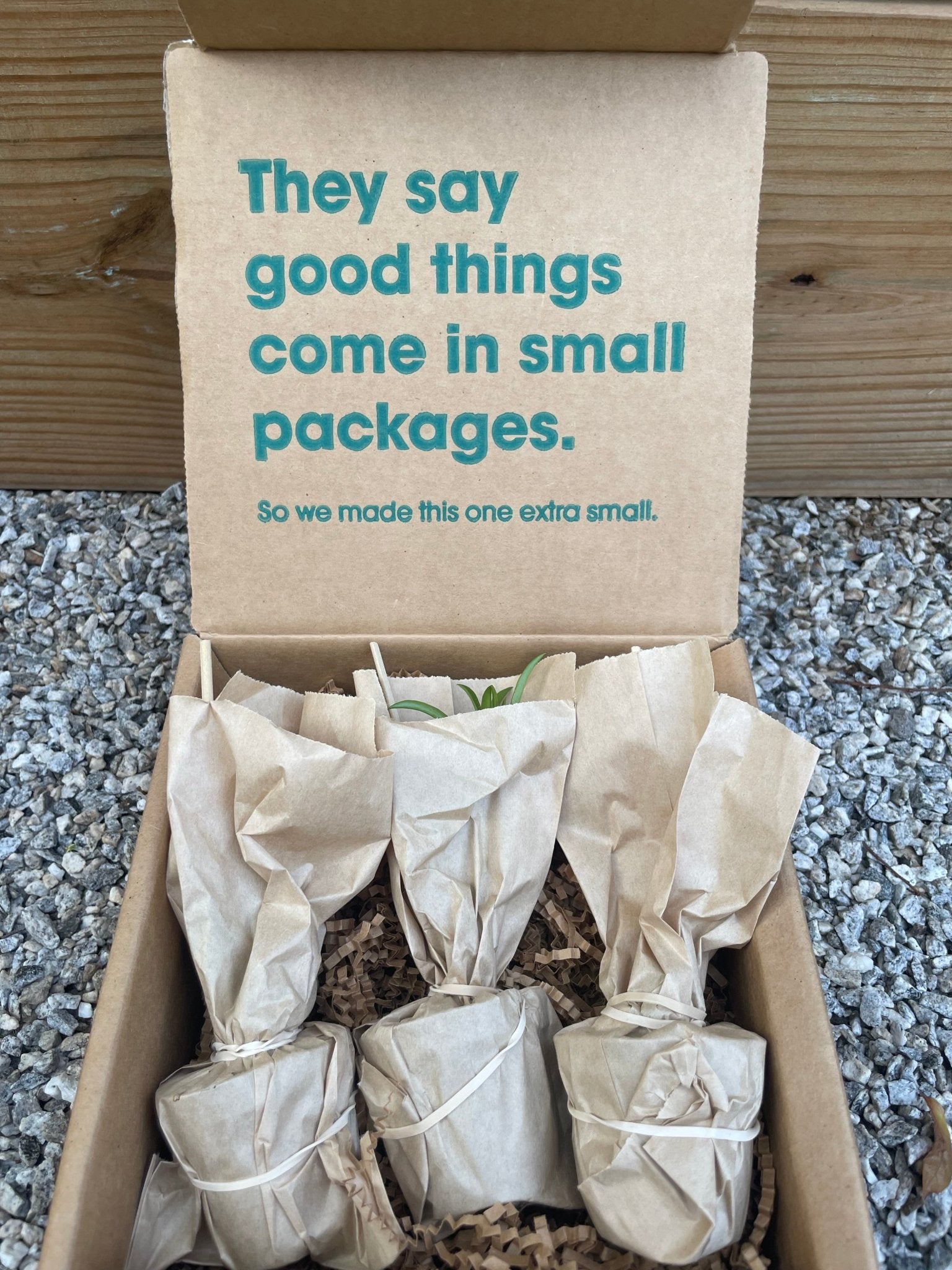 Mini Cactus Box - cactus - Mini-Cacti-Grow - Varnish + Vine - 2