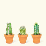 Mini Cactus Box - cactus - Mini-Cacti-Grow - Varnish + Vine - 4