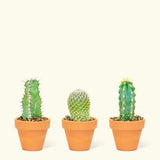 Mini Cactus Box - cactus - Mini-Cacti-Grow - Varnish + Vine - 4