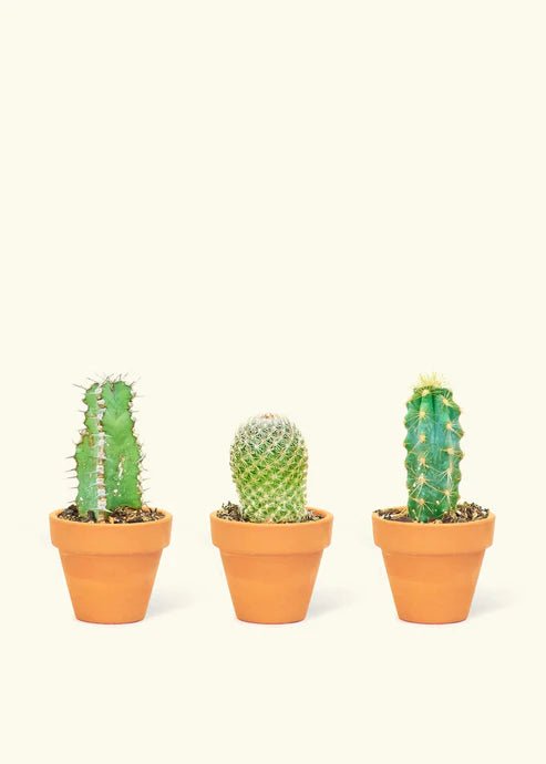 Mini Cactus Box - cactus - Mini-Cacti-Grow - Varnish + Vine - 4