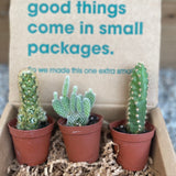 Mini Cactus Box - cactus - Mini-Cacti-Grow - Varnish + Vine - 3