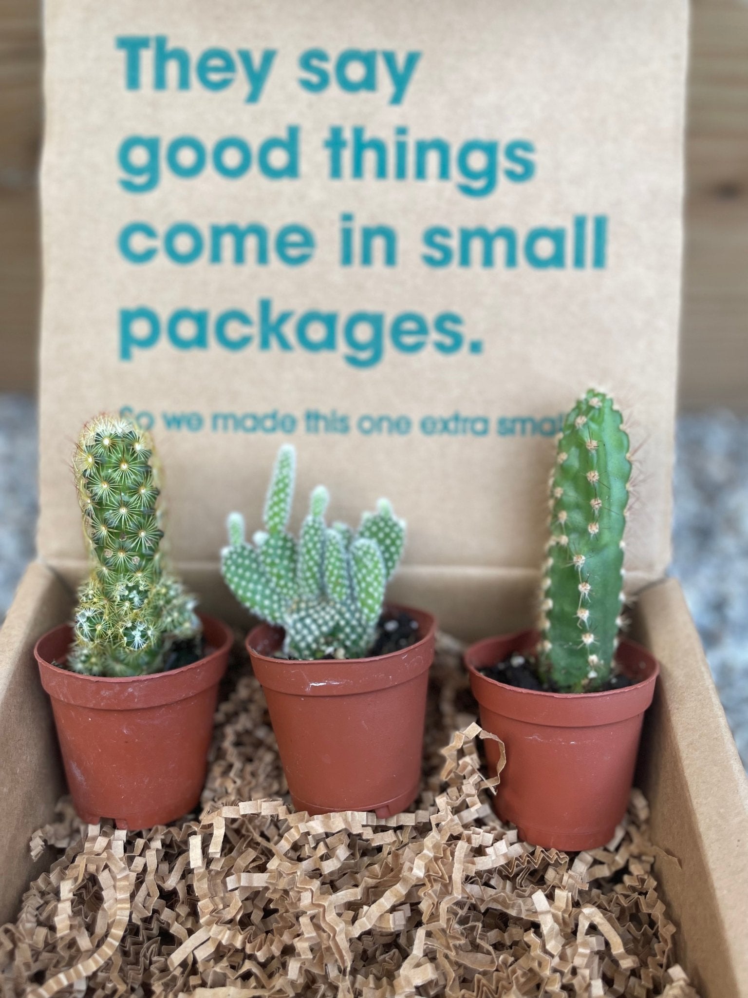 Mini Cactus Box - cactus - Mini-Cacti-Grow - Varnish + Vine - 3