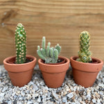 Mini Cactus Box - cactus - Mini-Cacti-Grow - Varnish + Vine - 1