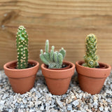 Mini Cactus Box - cactus - Mini-Cacti-Grow - Varnish + Vine - 1