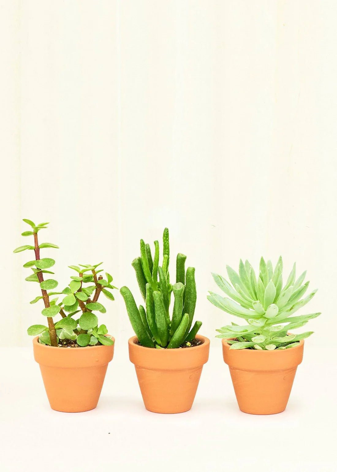 Mini Desert Box - succulent - Mini-Desert-Grow - Varnish + Vine - 3