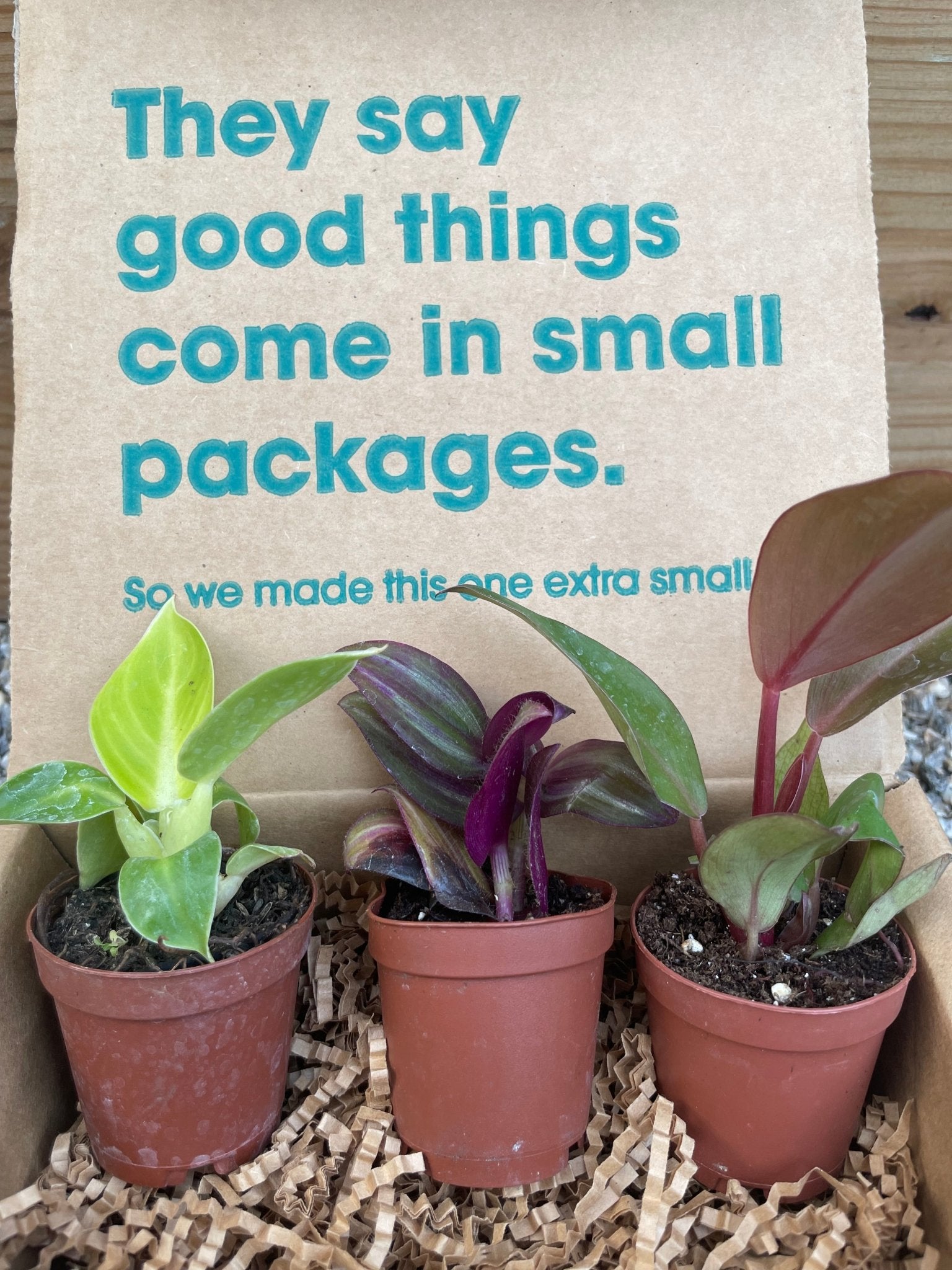 Mini Pet Safe Box Varnish + Vine