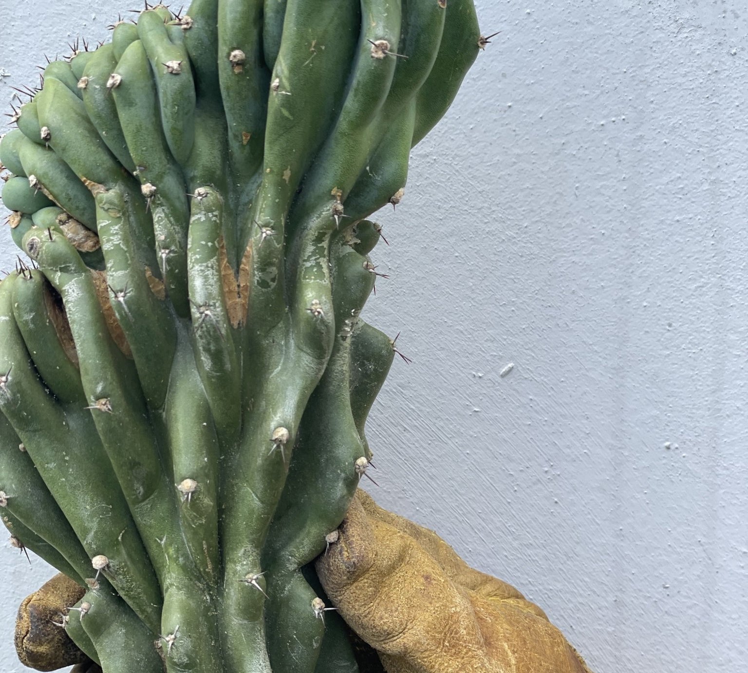 Monstrose Cactus Cutting - cactus - Mon-0.5 - Varnish + Vine - 2