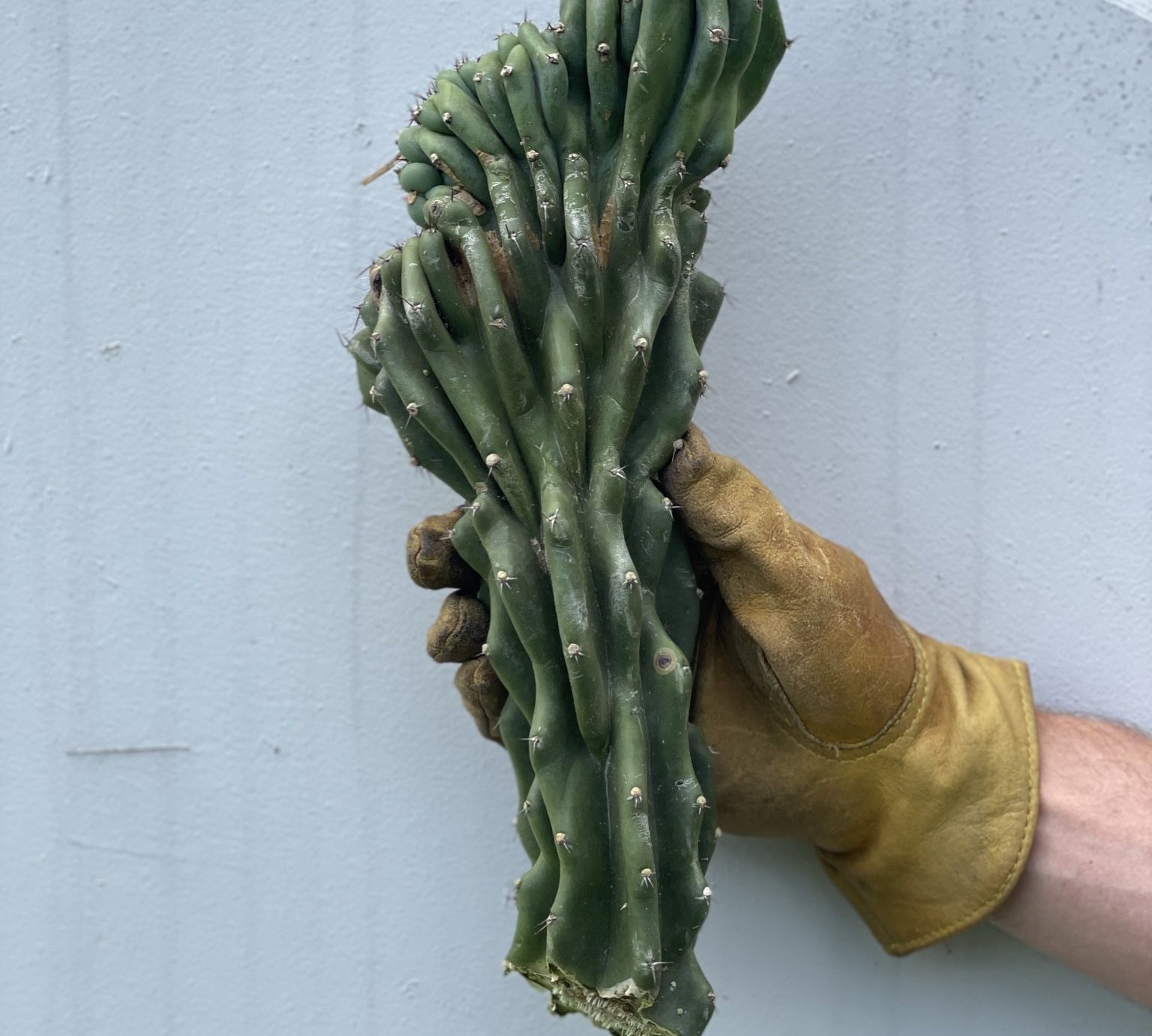 Monstrose Cactus Cutting - cactus - Mon-0.5 - Varnish + Vine - 1