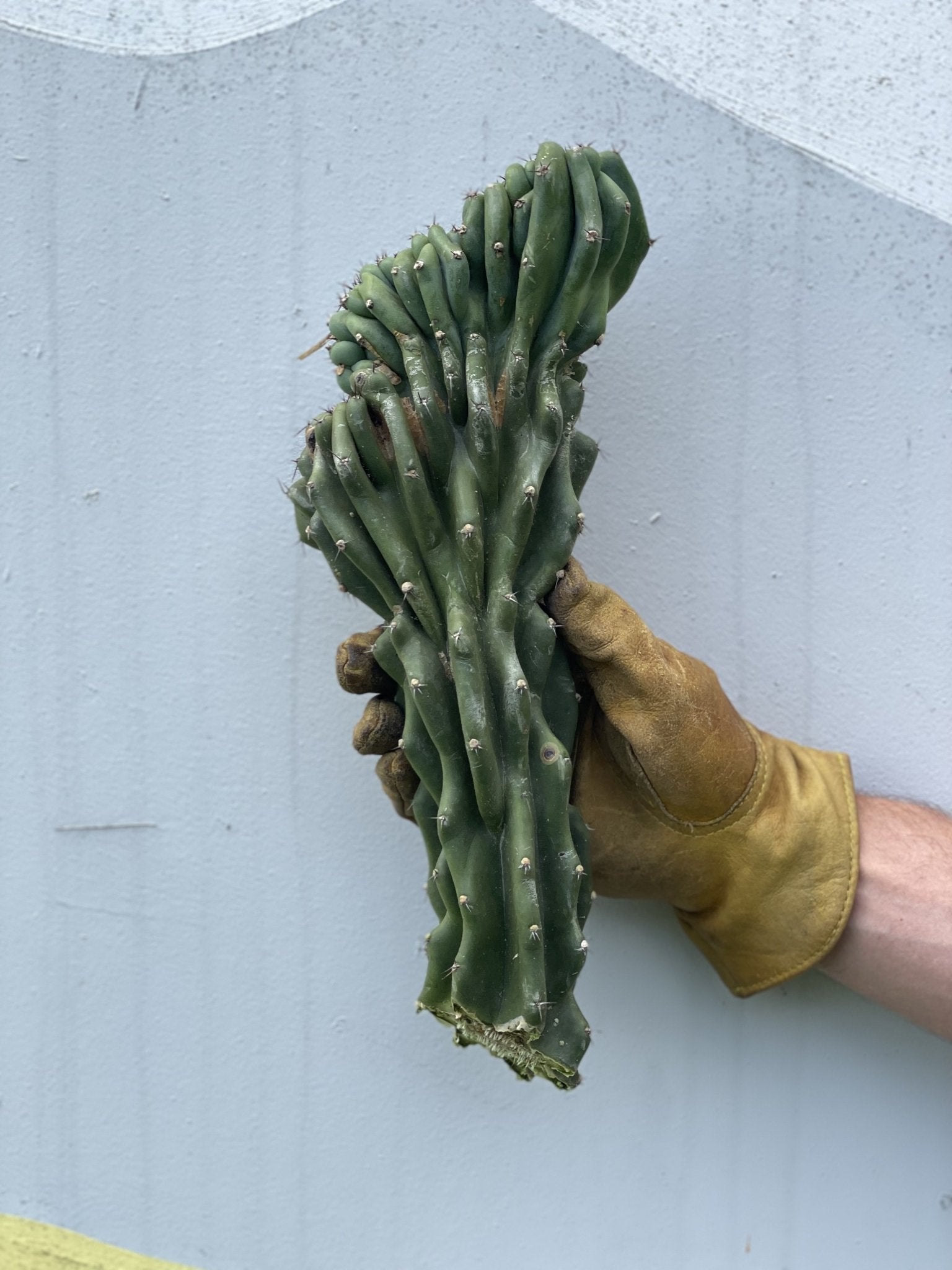 Monstrose Cactus Cutting - cactus - Mon-0.5 - Varnish + Vine - 1