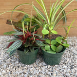 Mystery Jungle Box - tropical - Jungle-Assortment-4 - Varnish + Vine - 3