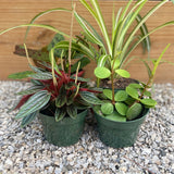 Mystery Jungle Box - tropical - Jungle-Assortment-4 - Varnish + Vine - 3