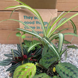 Mystery Jungle Box - tropical - Jungle-Assortment-4 - Varnish + Vine - 1