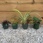 Mystery Jungle Box - tropical - Jungle-Assortment-4 - Varnish + Vine - 2