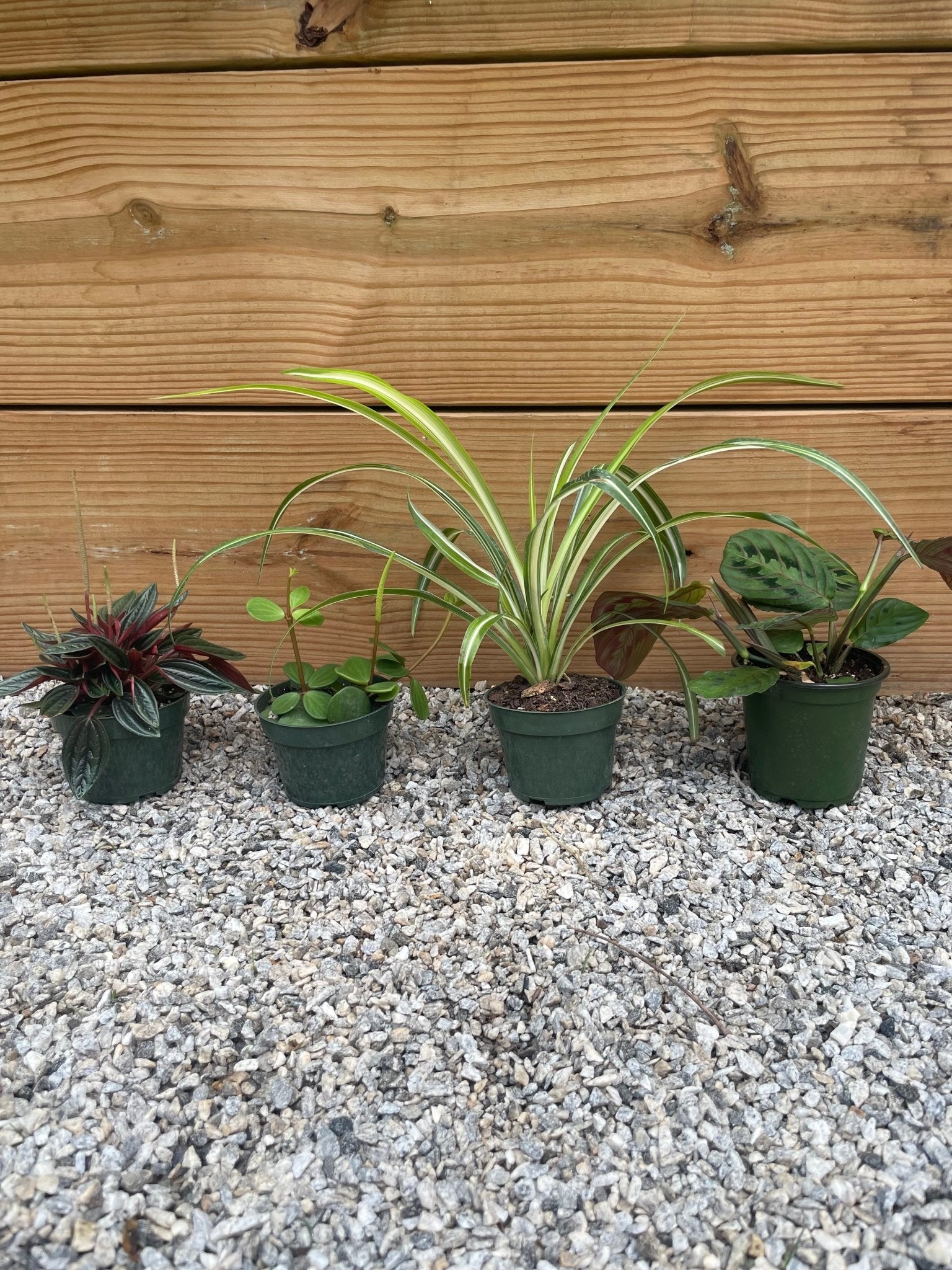 Mystery Jungle Box - tropical - Jungle-Assortment-4 - Varnish + Vine - 2