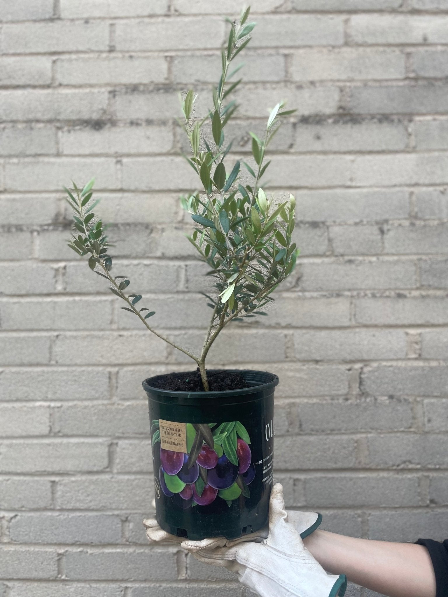 Olive Tree Fruit Tree Varnish + Vine