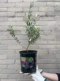 Olive Tree - Fruit Tree - Edible-Olive - Varnish + Vine - 1