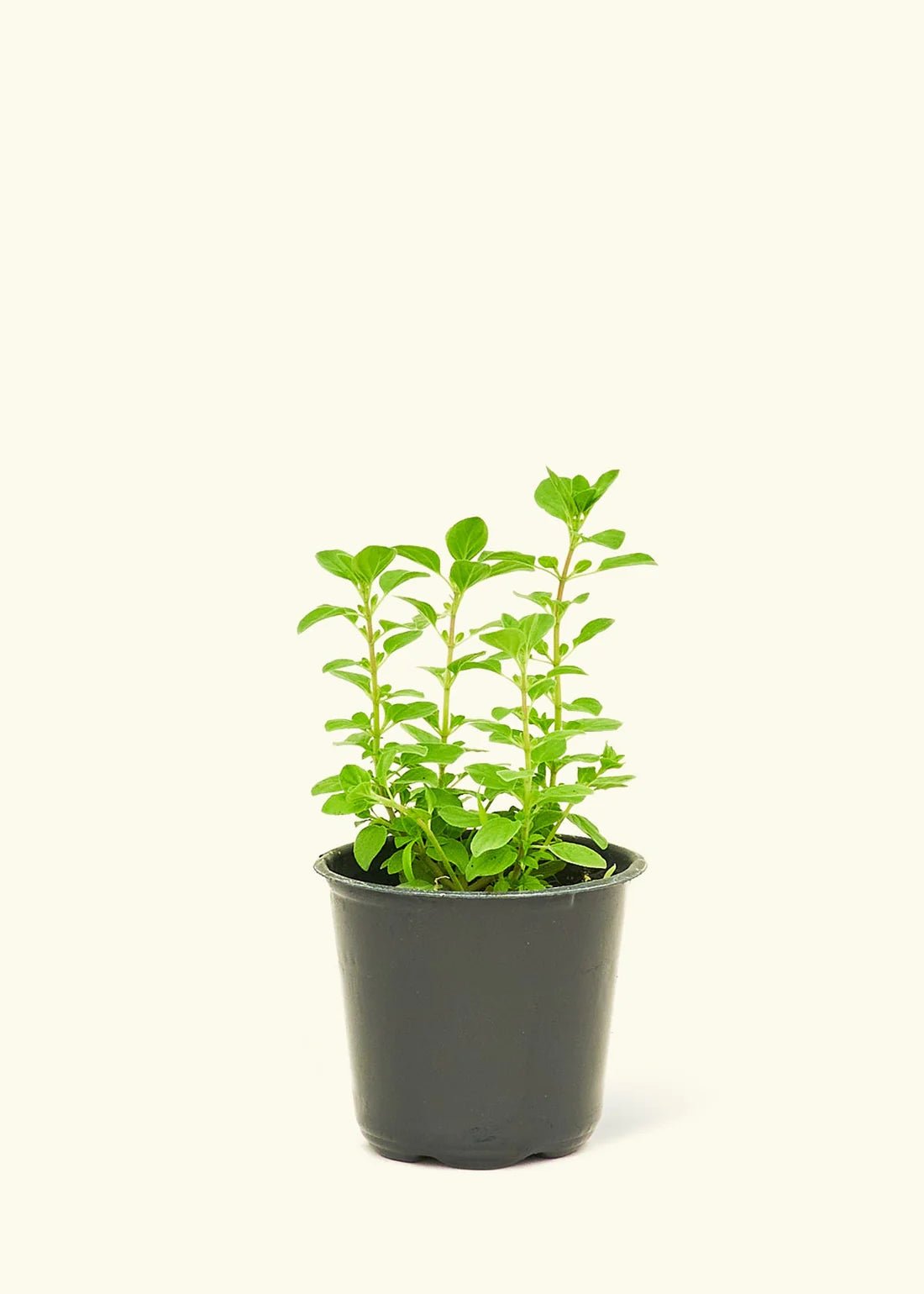 Oregano - Herb - Herb-Oregano-1 - Varnish + Vine - 1