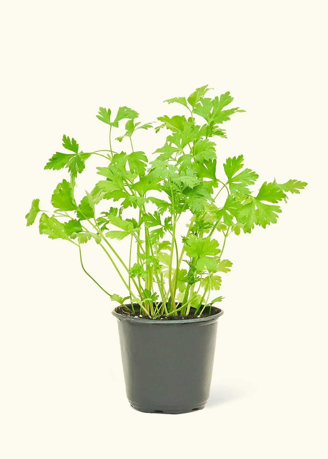 Parsley - Herb - Herb-Parsley-1 - Varnish + Vine - 1