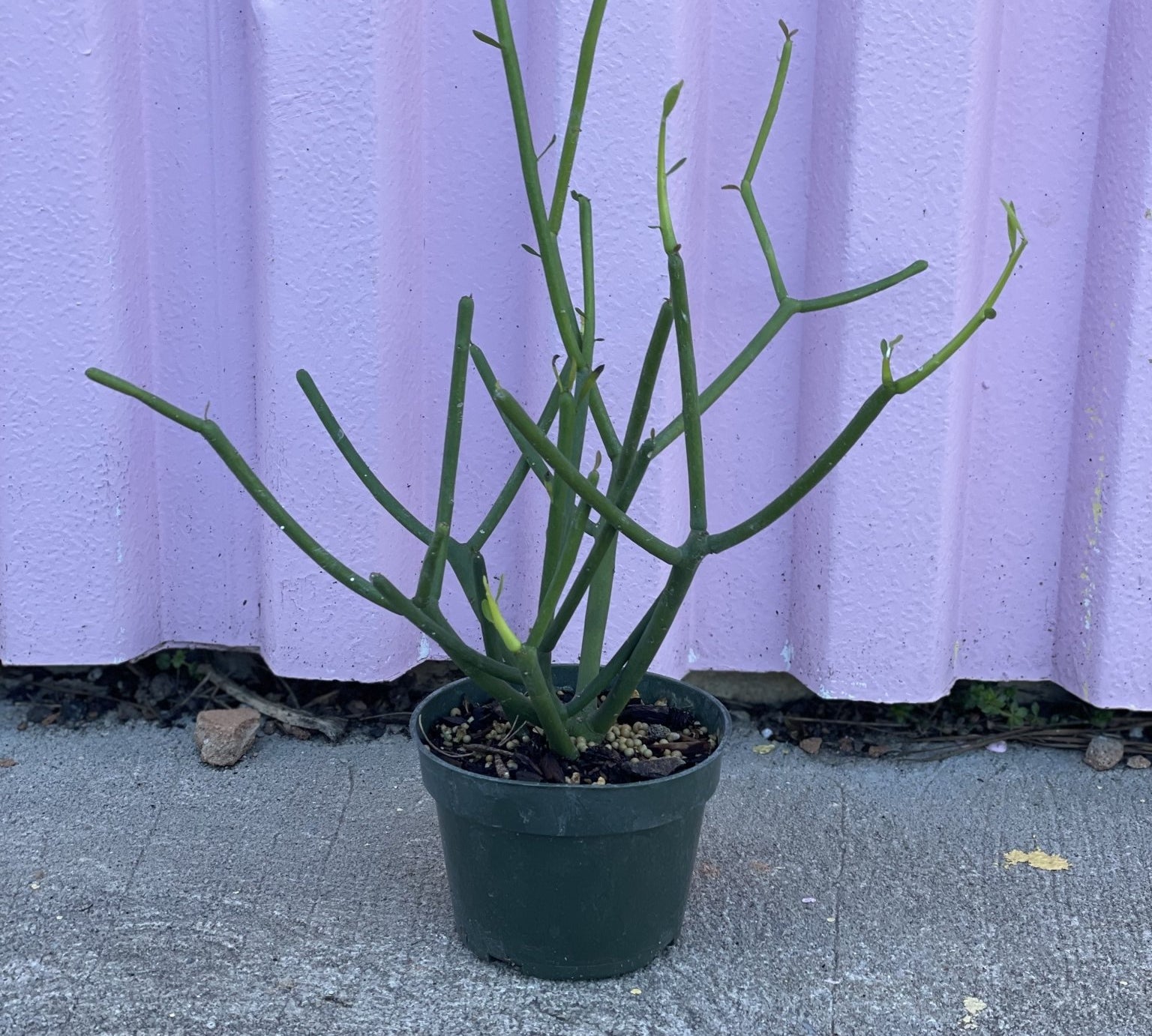 Pencil Cactus - cactus - Root-PencilCactus-SM - Varnish + Vine - 1