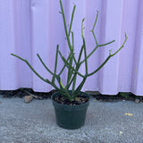 Pencil Cactus - cactus - Root-PencilCactus-SM - Varnish + Vine - 1