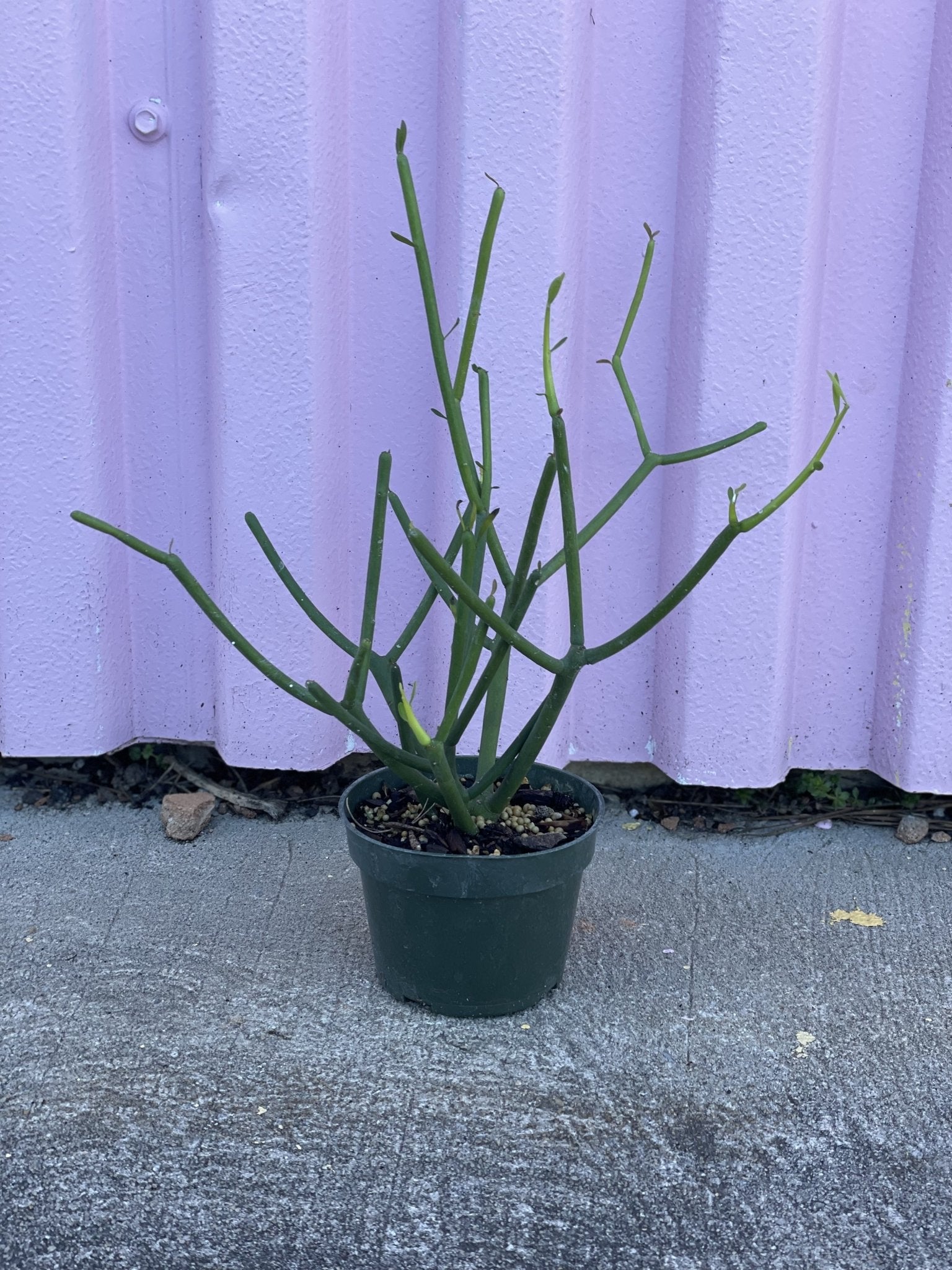 Pencil Cactus - cactus - Root-PencilCactus-SM - Varnish + Vine - 1