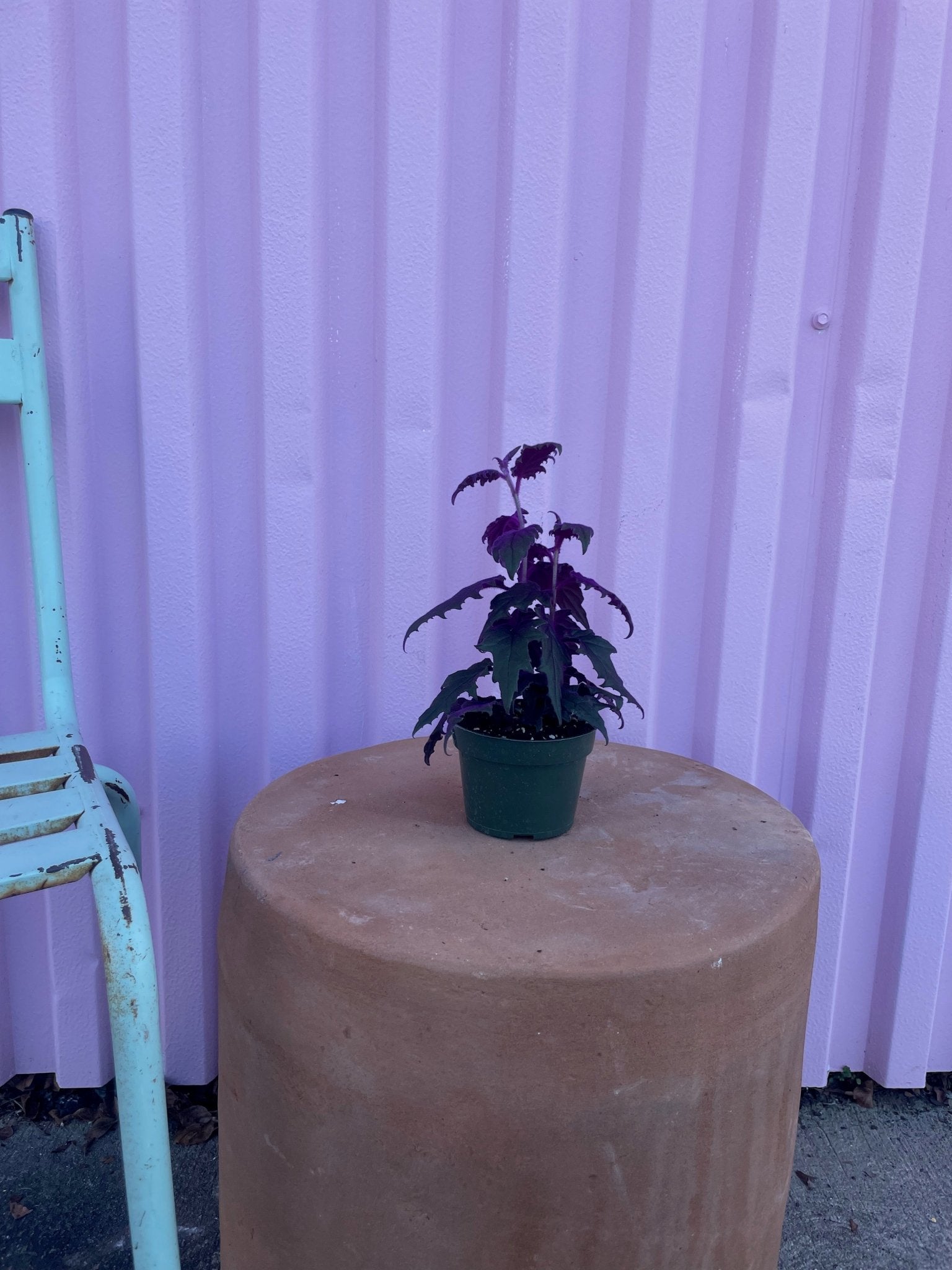 Purple Passion Plant - tropical - Root-PurpP-4 - Varnish + Vine - 5