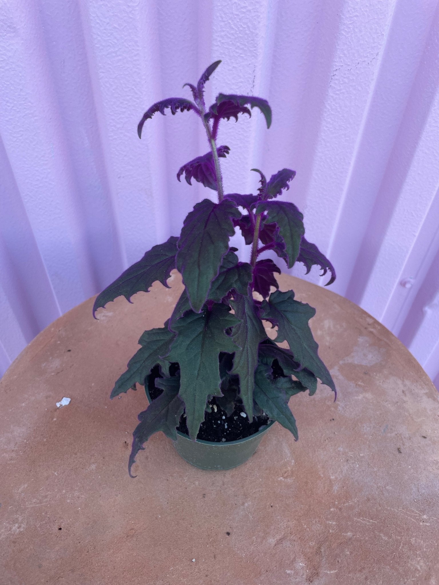 Purple Passion Plant - tropical - Root-PurpP-4 - Varnish + Vine - 2