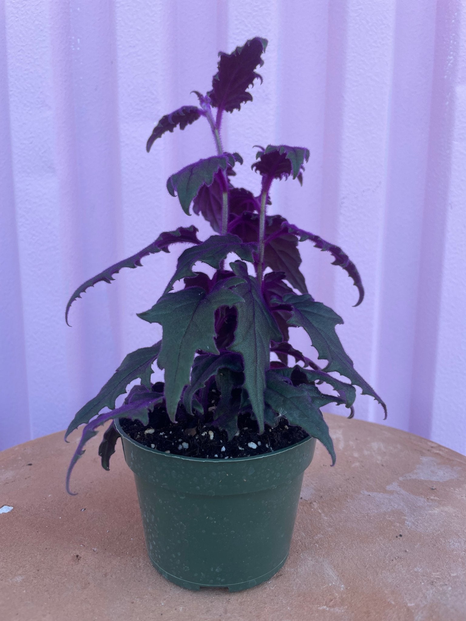 Purple Passion Plant - tropical - Root-PurpP-4 - Varnish + Vine - 1