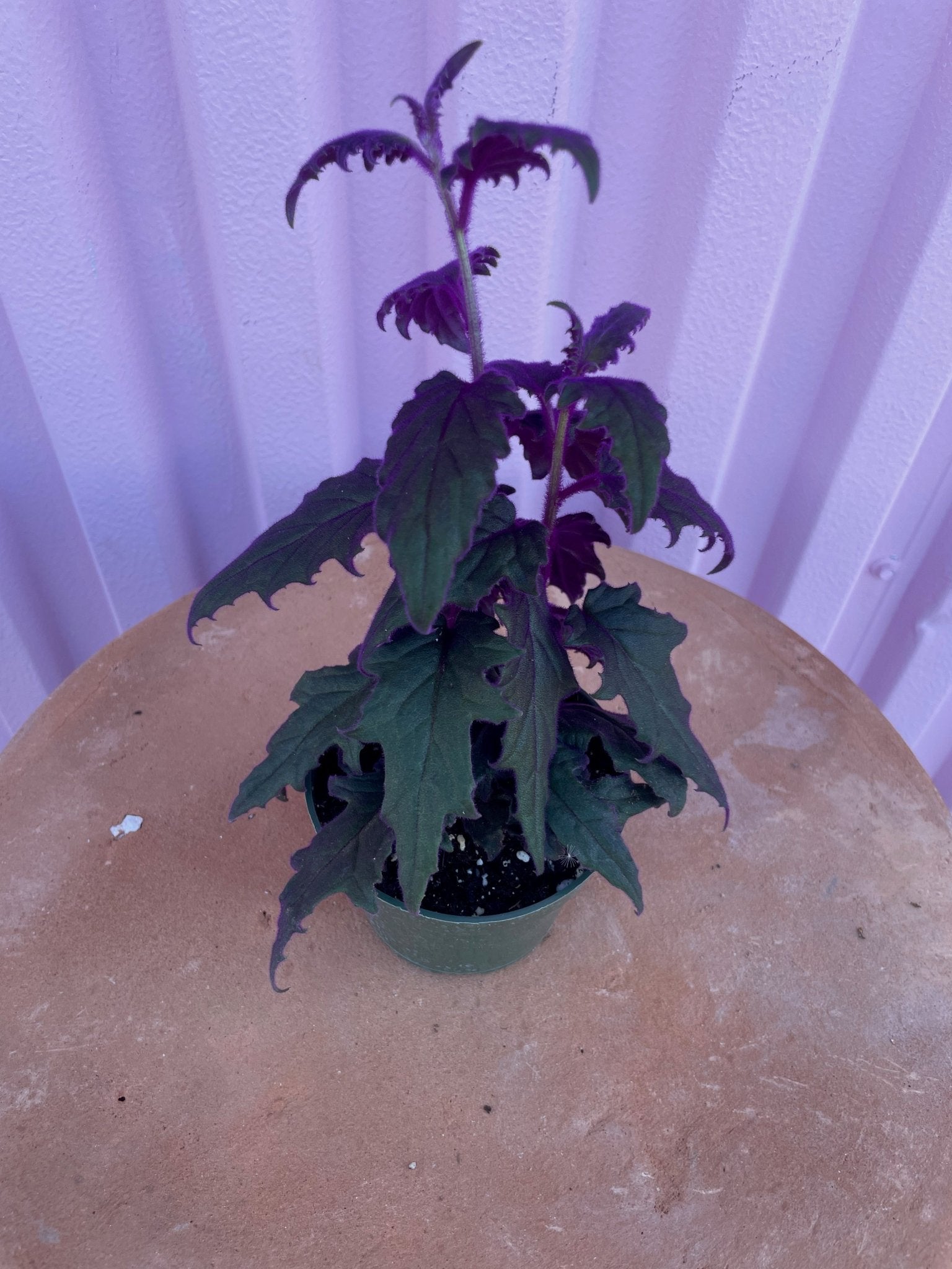 Purple Passion Plant - tropical - Root-PurpP-4 - Varnish + Vine - 3
