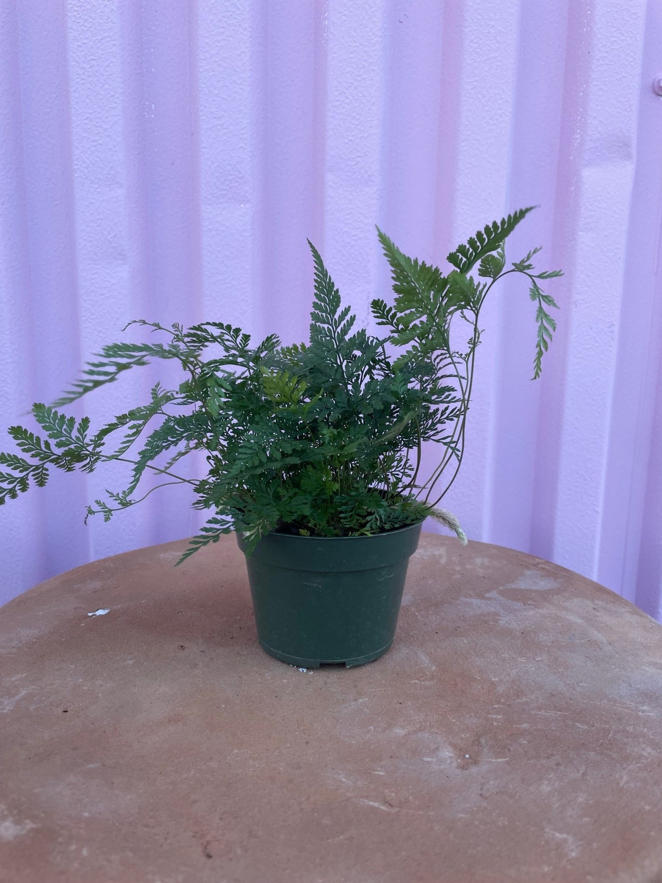 Rabbit Foot Fern - tropical - Varnish + Vine