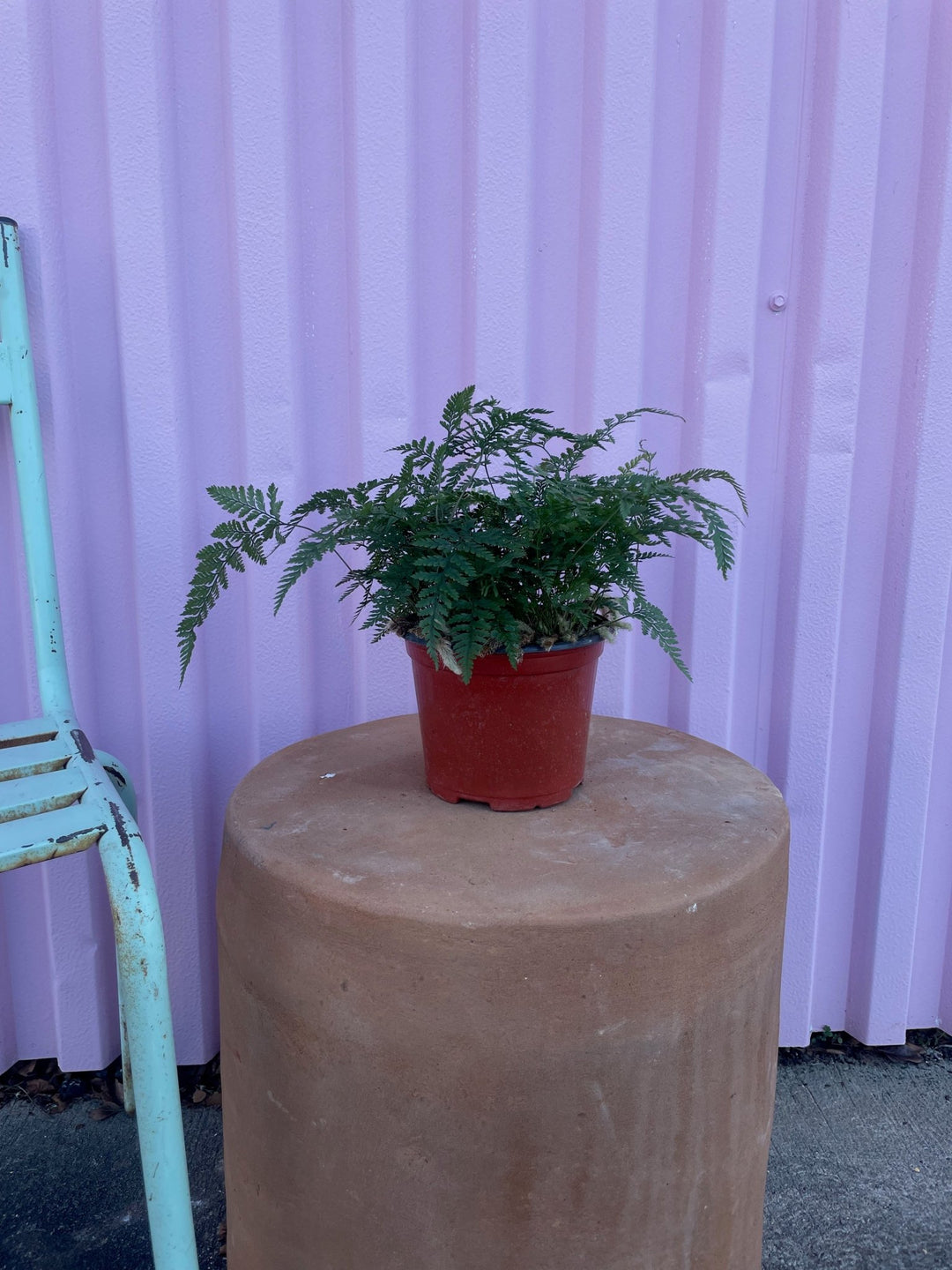 Rabbit Foot Fern - tropical - Varnish + Vine