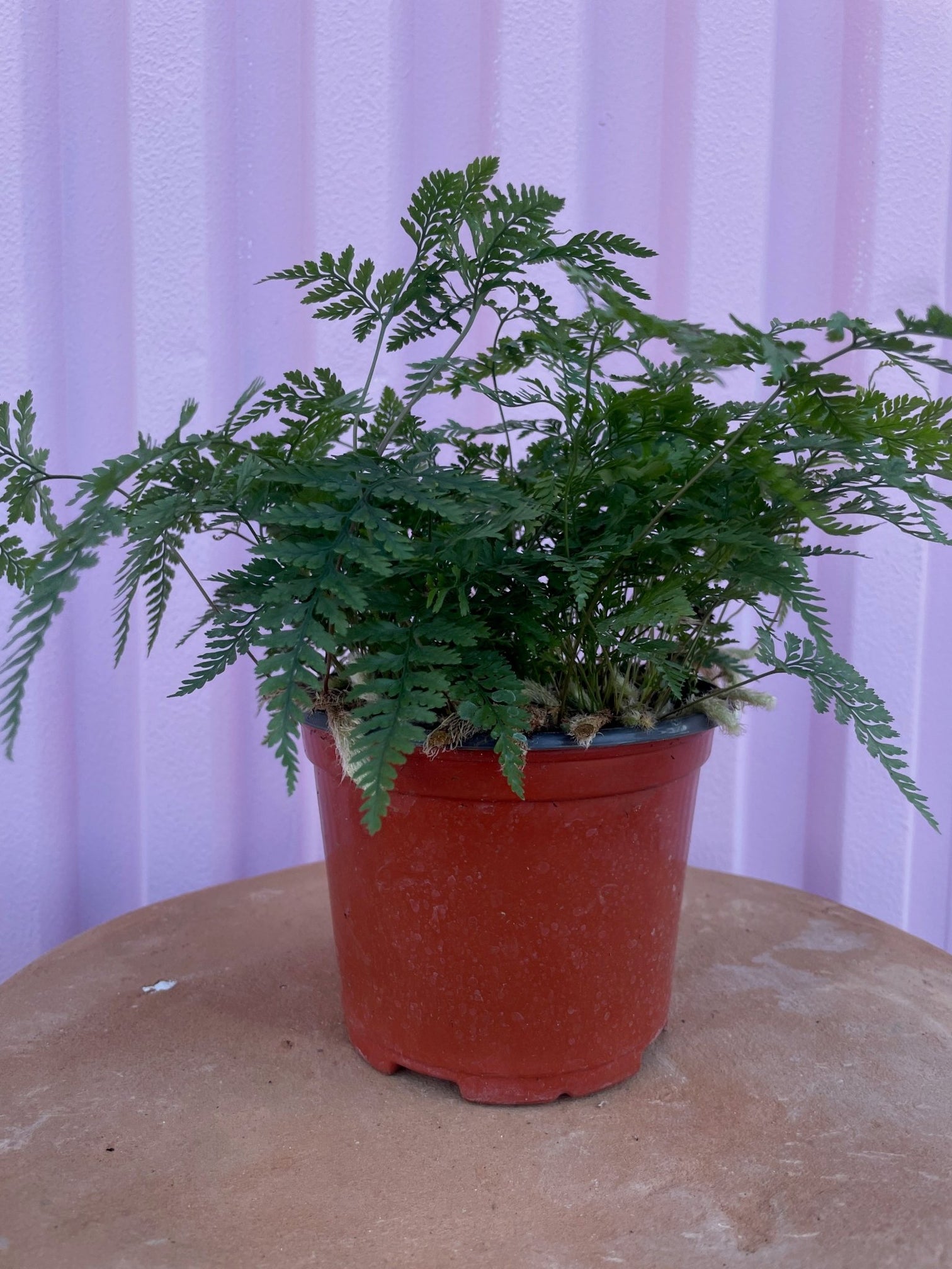 Rabbit Foot Fern - tropical - Varnish + Vine