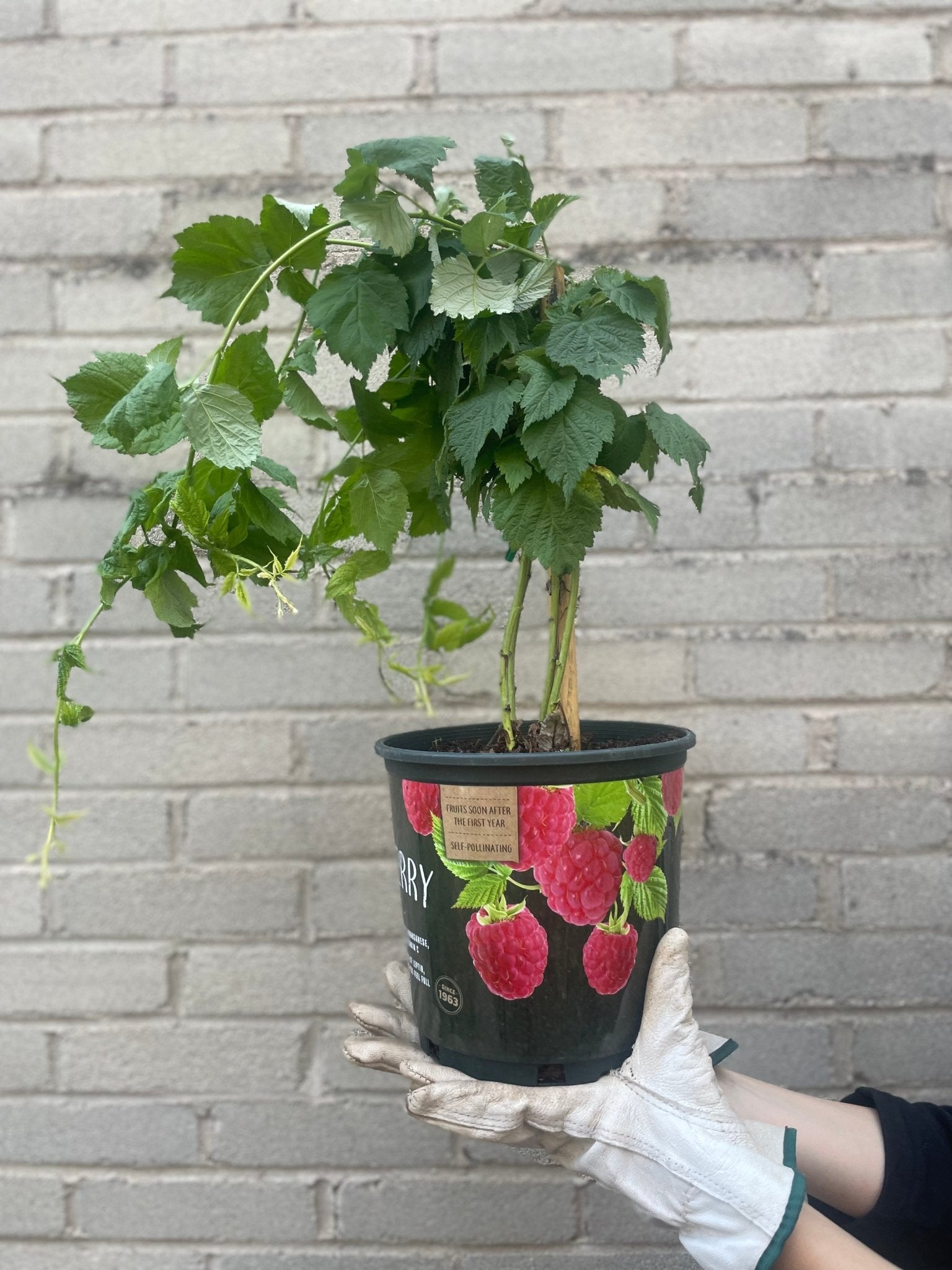 Raspberry Tree Fruit