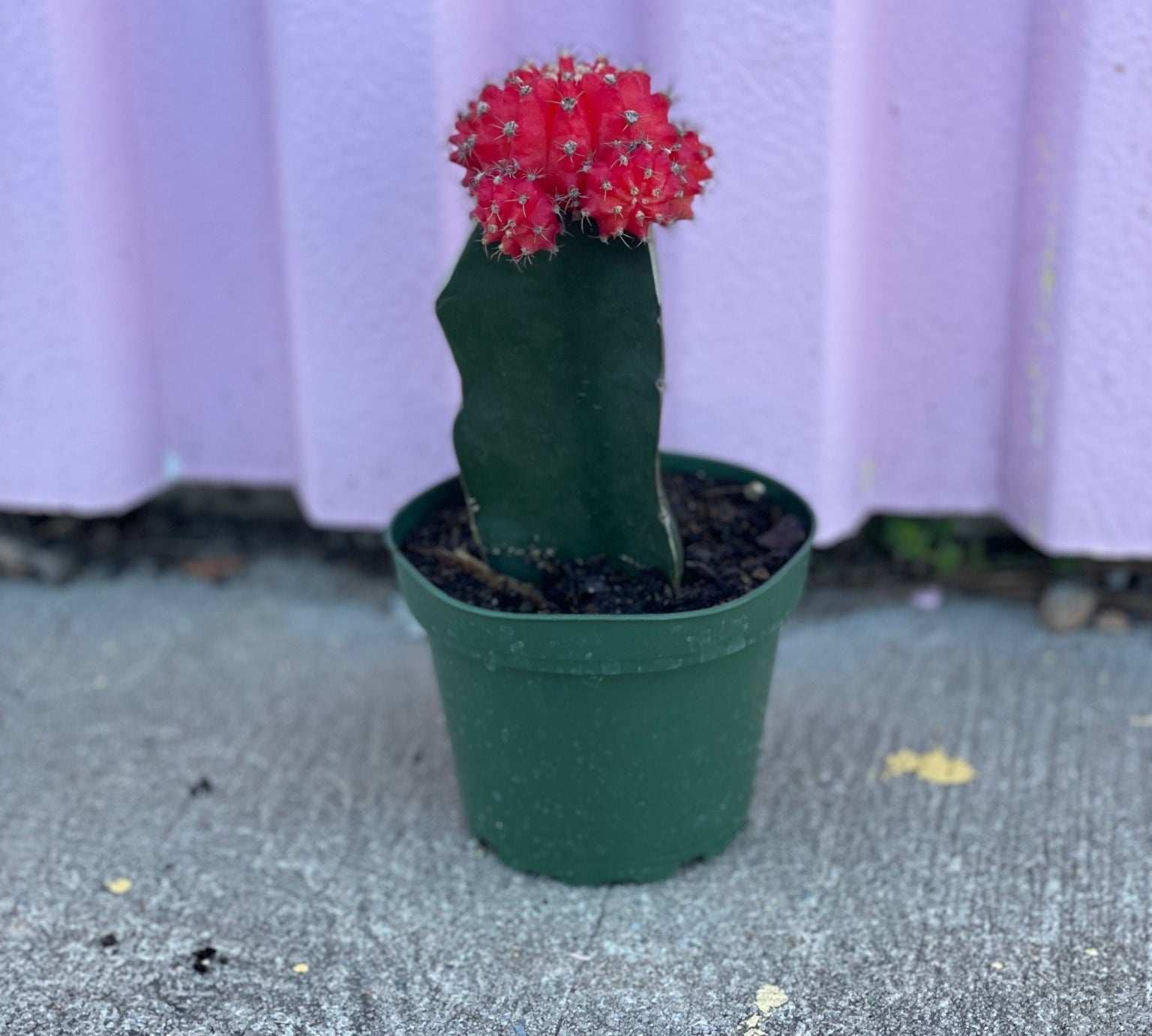 Red Grafted Cactus - cactus - Root-GraftedRedCactus - Varnish + Vine - 1