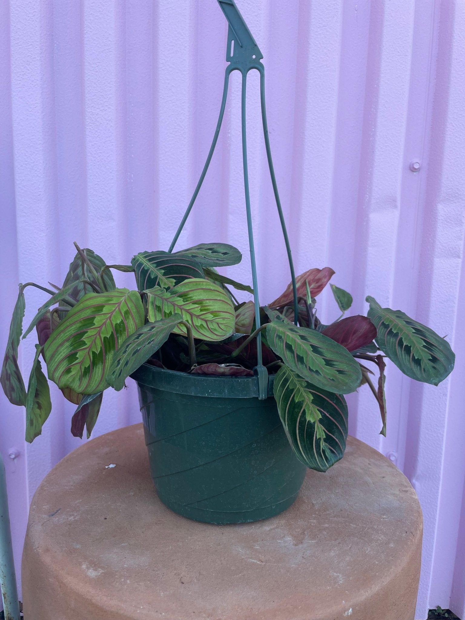 Red Maranta - tropical - Root-RMan-4 - Varnish + Vine - 5