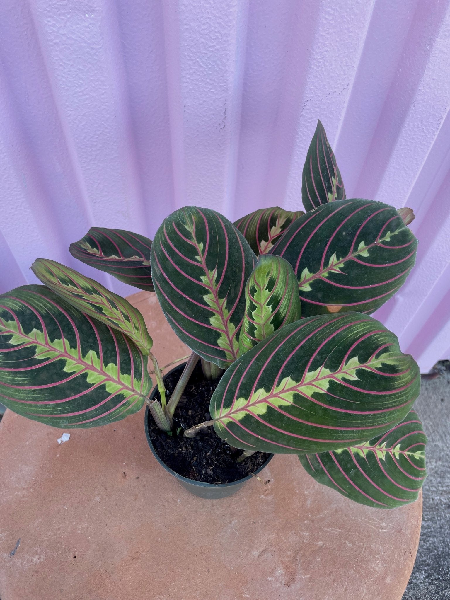 Red Maranta - tropical - Root-RMan-4 - Varnish + Vine - 3