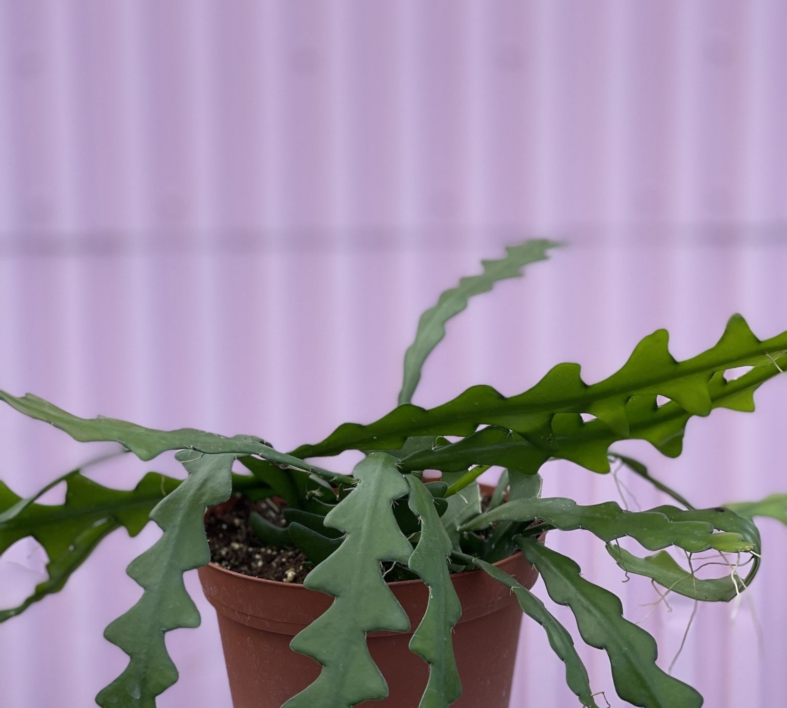 Ric Rac Cactus - cactus - Root-RicRak-4 - Varnish + Vine - 1