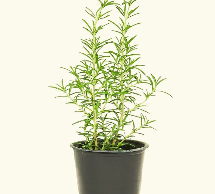Rosemary - Herb - Herb-Rosemary-1 - Varnish + Vine - 1