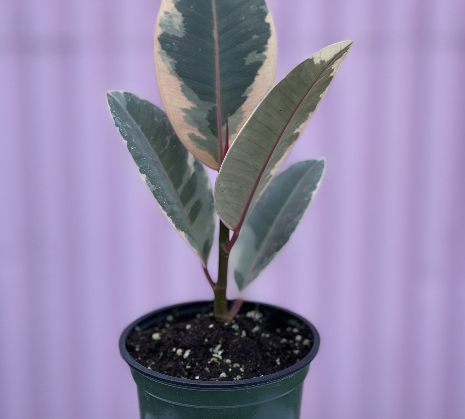 Ruby Rubber Tree - tropical - Root-Rubber-4 - Varnish + Vine - 1