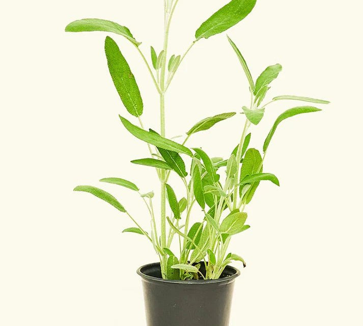 Sage - Herb - Herb-Sage-1 - Varnish + Vine - 1