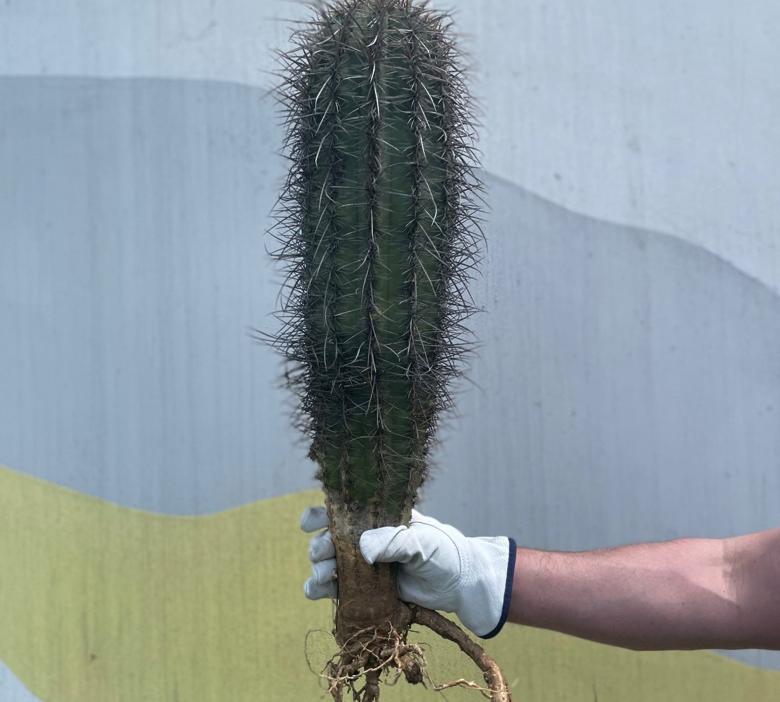 Saguaro Cactus - cactus - Saguaro-1 - Varnish + Vine - 1