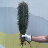 Saguaro Cactus - cactus - Saguaro-1 - Varnish + Vine - 1